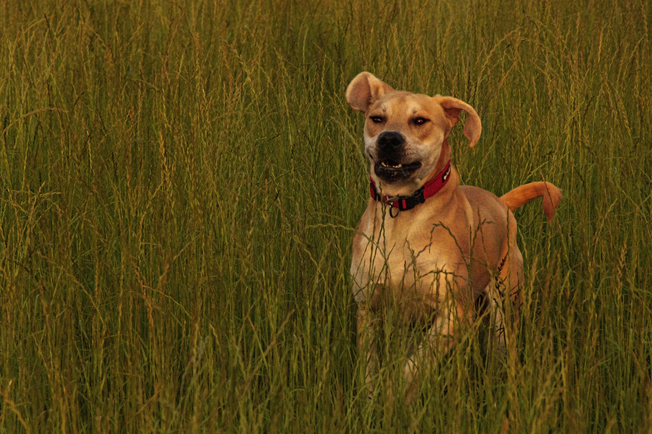 The Unique Traits of Labrador Retrievers